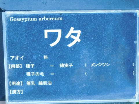 DSCN5508