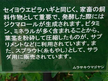 DSCN9459