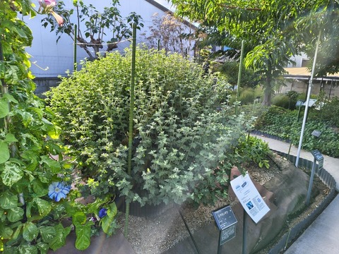 IMG_20260925_072324257_HDR
