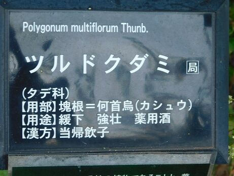 DSCN8681