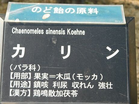 DSCN6569
