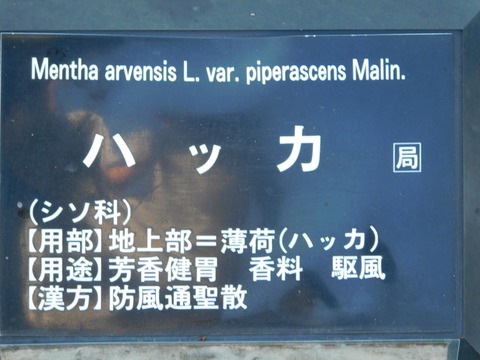 DSCN5441