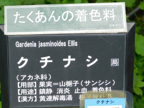 DSCN6788