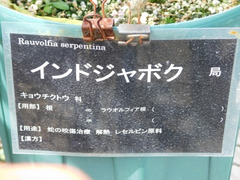 DSCN7206