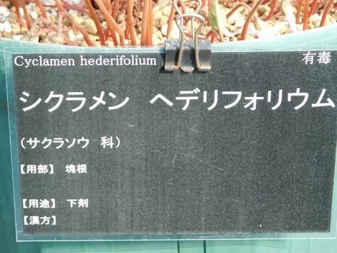 DSCN3075