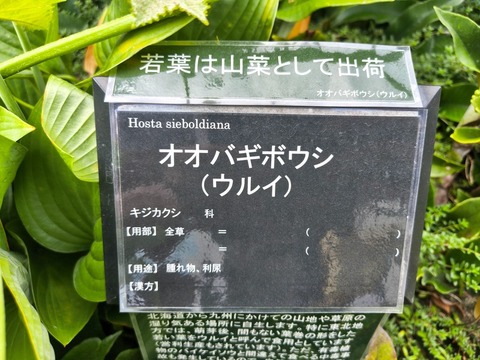 IMG_20260723_112840615_HDR