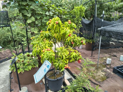 IMG_20260723_113123854_HDR