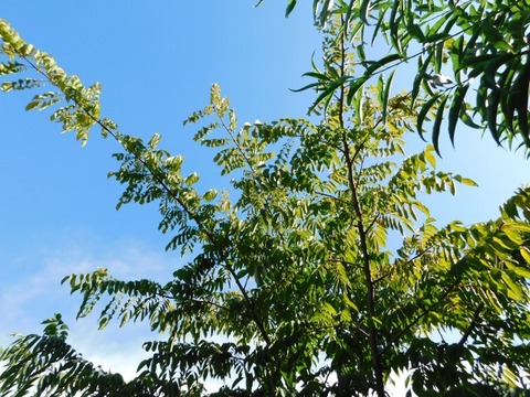 DSCN7459