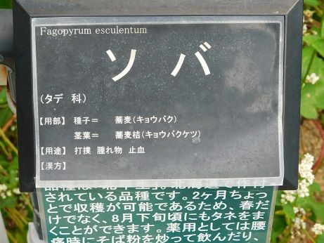 DSCN6040