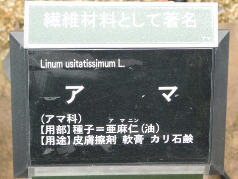 DSCN6799