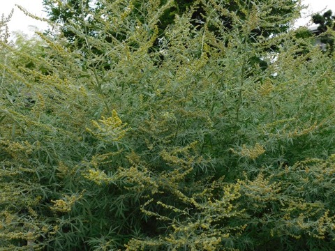 DSCN2085