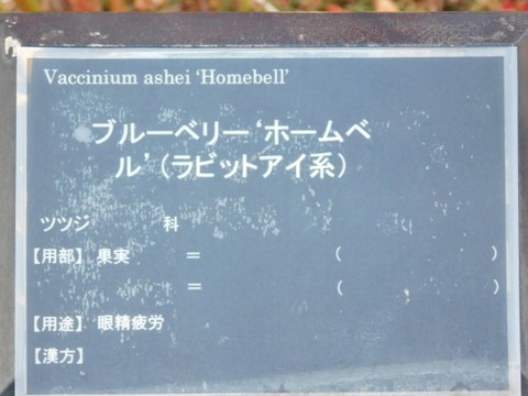 DSCN3411