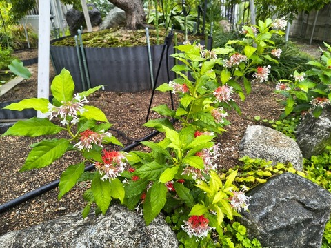 IMG_20260903_083200213_HDR