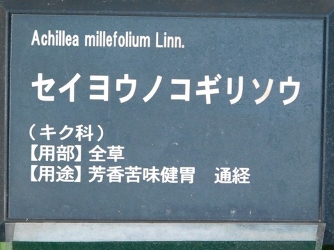 DSCN6942