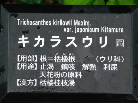 DSCN4382