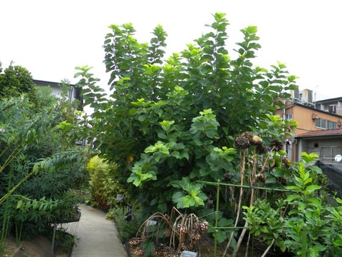 DSCN9916