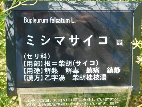 DSCN8458