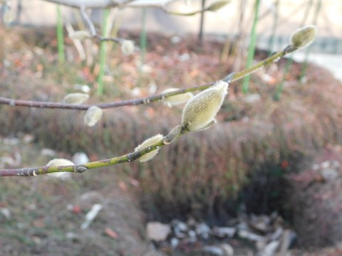 DSCN3551