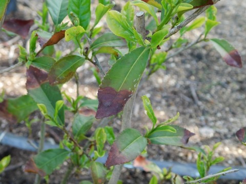 DSCN3826