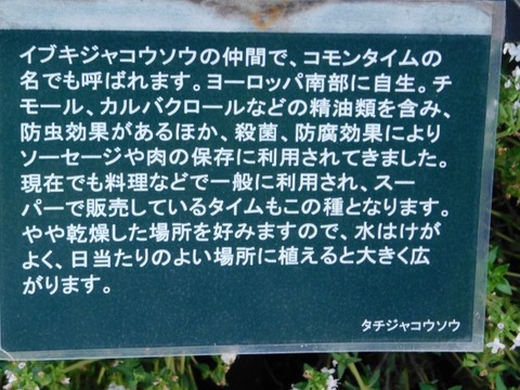 DSCN6695
