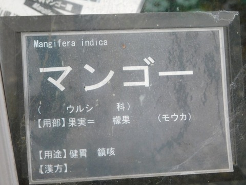 DSCN6492