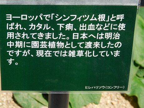 DSCN9382