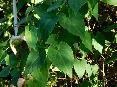 DSCN5400
