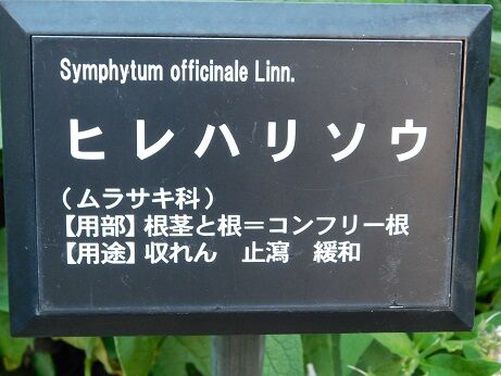 DSCN8712
