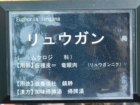 DSCN5878