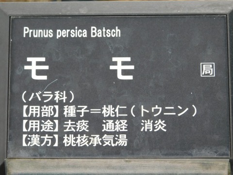 DSCN6506