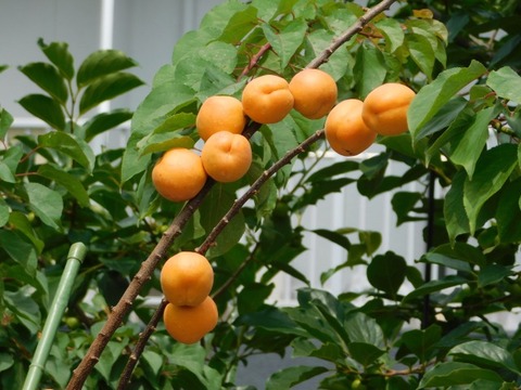 DSCN6904