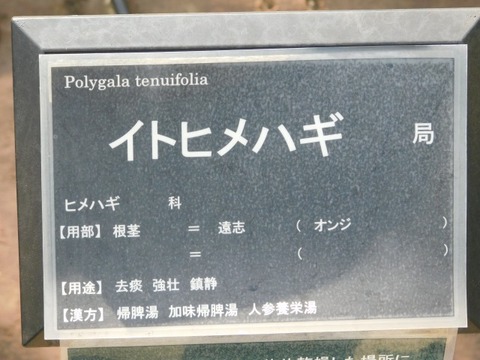 DSCN7323