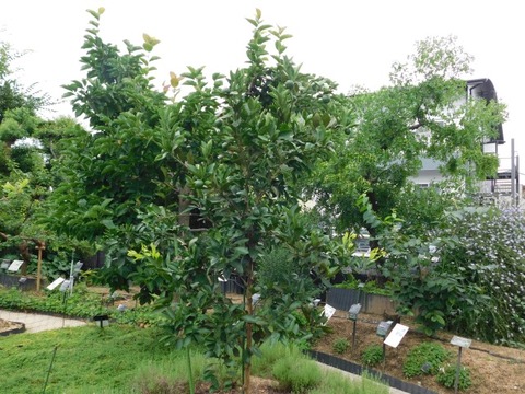 DSCN7103