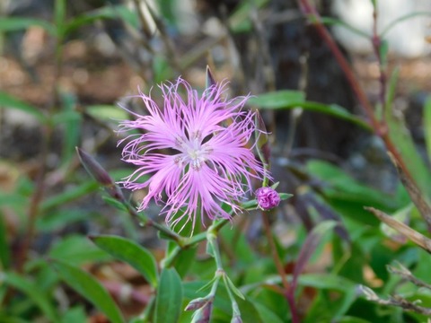 DSCN3308