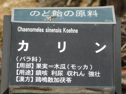 DSCN3652