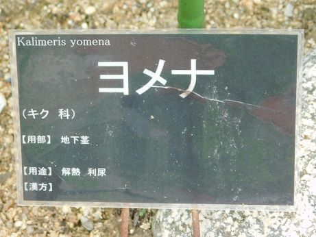 DSCN5379