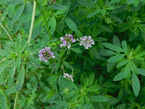 DSCN6767