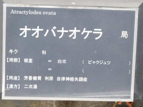 DSCN5932