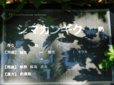 DSCN3099