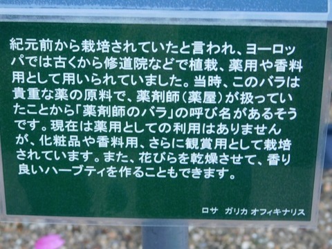 DSCN6685