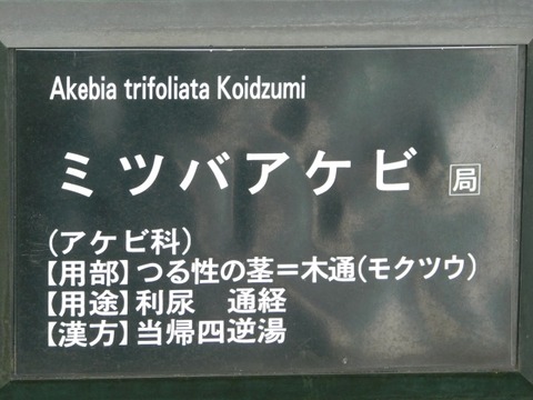 DSCN6856