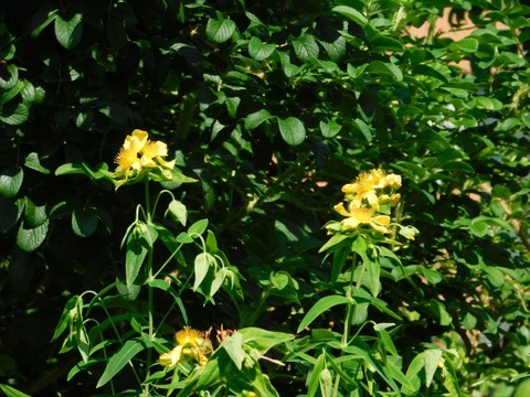 DSCN2171