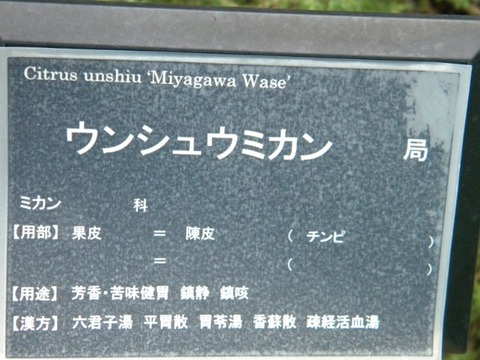 DSCN9882