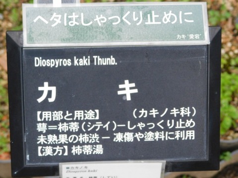 DSCN3236