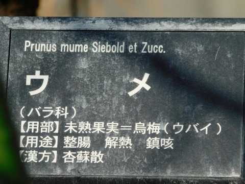 DSCN5980