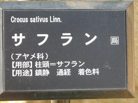 DSCN8850