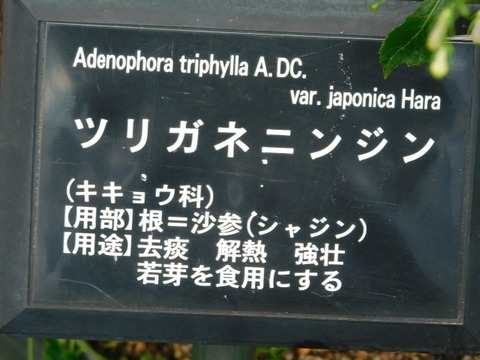 DSCN7339