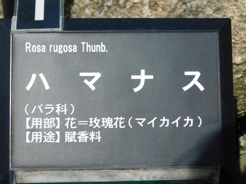 DSCN4206