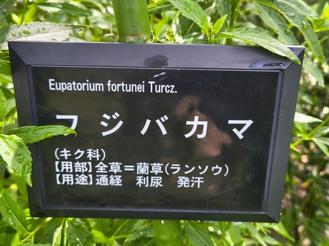 IMG_20260911_134422674_HDR