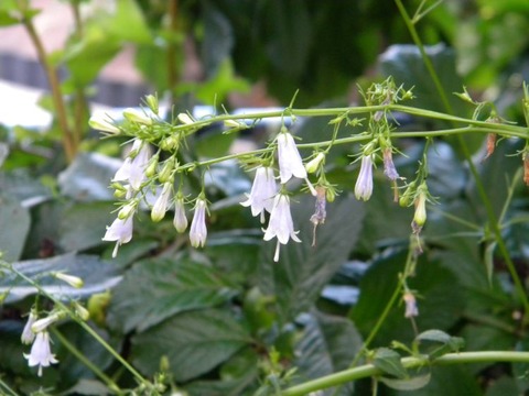 DSCN9887
